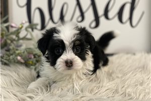 Eliana - Havanese for sale