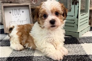 Atom - puppy for sale