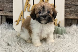 Maysie - puppy for sale
