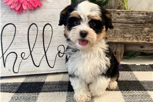Antoinette - Havanese for sale