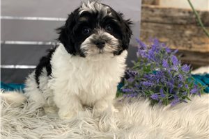 Ezra - Havanese for sale