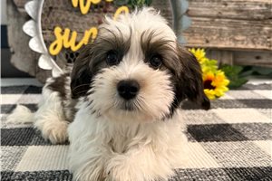 Daniel - Havanese for sale