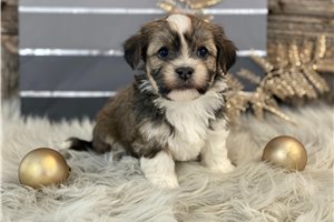 Raider - Havanese for sale
