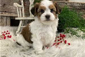Garrison - puppy for sale