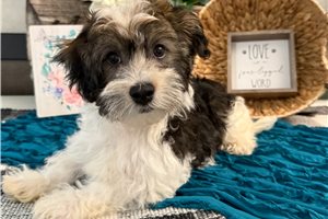 Atticus - Havanese for sale