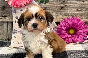 Anna - Havanese for sale