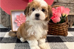 Kora - puppy for sale