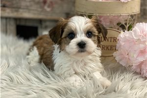 Genevieve - puppy for sale