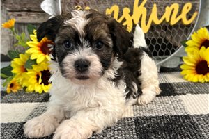 Atticus - puppy for sale