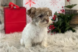 Macy - Havanese for sale