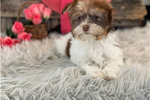 Greta - Havanese for sale