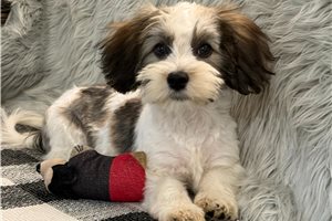 Daniel - Havanese for sale