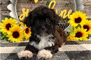 Johnny - Havapoo for sale