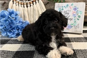 Jett - Havapoo for sale