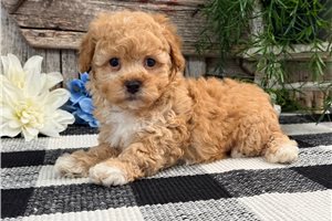 Glen - Havapoo for sale