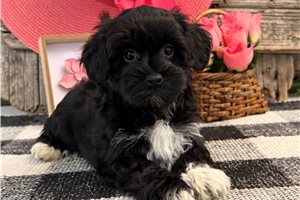 Jasmine - puppy for sale