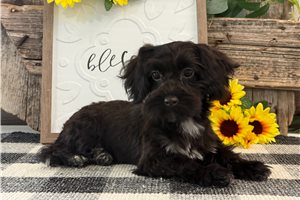 Carlton - Havapoo for sale