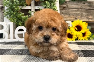 Cinnamon - puppy for sale