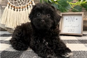 Chaz - Havapoo for sale