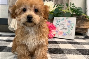 Cinnamon - Havapoo for sale
