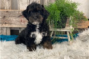 Iago - Havapoo for sale