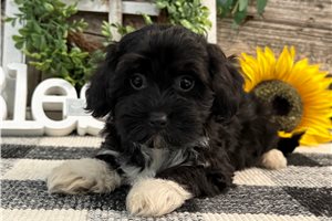 Jasper - Havapoo for sale