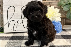 Chaz - puppy for sale