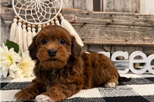Giles - Havapoo for sale
