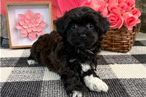 Cindy - puppy for sale