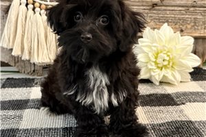 Carlton - Havapoo for sale