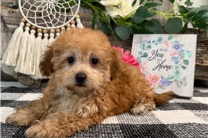 Cinnamon - Havapoo for sale