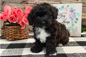 Georgia - puppy for sale