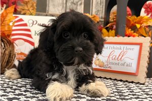 Jasper - Havapoo for sale