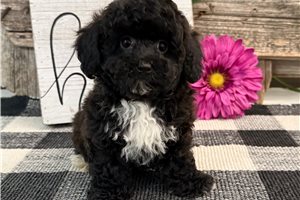 Georgia - Havapoo for sale