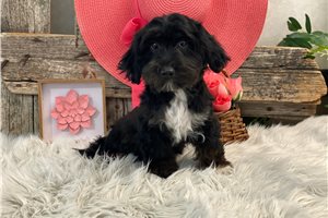 Brexlyn - Havapoo for sale