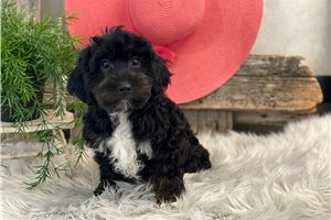 Brexlyn - Havapoo for sale