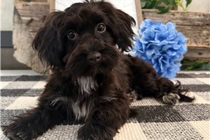 Carlton - Havapoo for sale