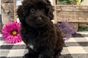 Chaz - Havapoo for sale
