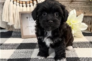 Carlton - Havapoo for sale