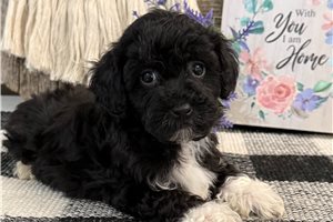 Jett - puppy for sale