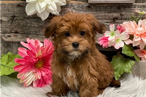 Wendi - puppy for sale