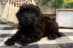 Chaz - Havapoo for sale