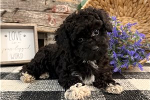 Jeremiah - Havapoo for sale