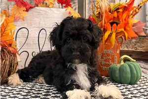 Jett - Havapoo, placed in Fort Wayne