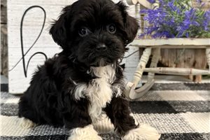 Jasper - Havapoo for sale