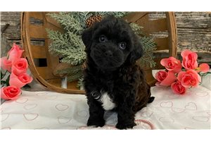 Iris - Havapoo for sale