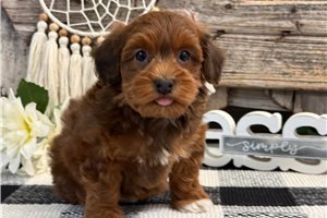 Giles - Havapoo for sale