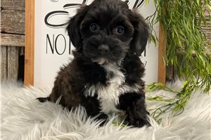 Fauna - puppy for sale