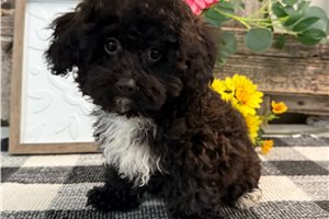 Georgia - Havapoo for sale