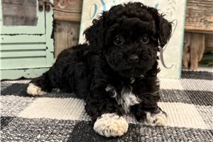 Jeremiah - puppy for sale
